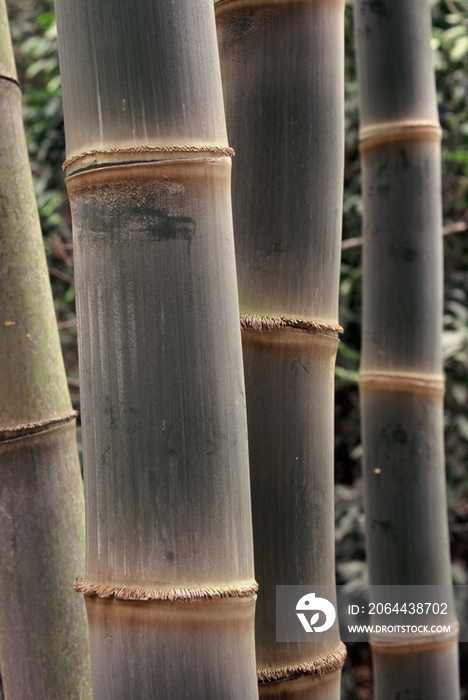 Bamboo