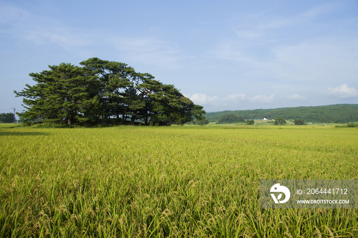 Rice field, Akita, Japan