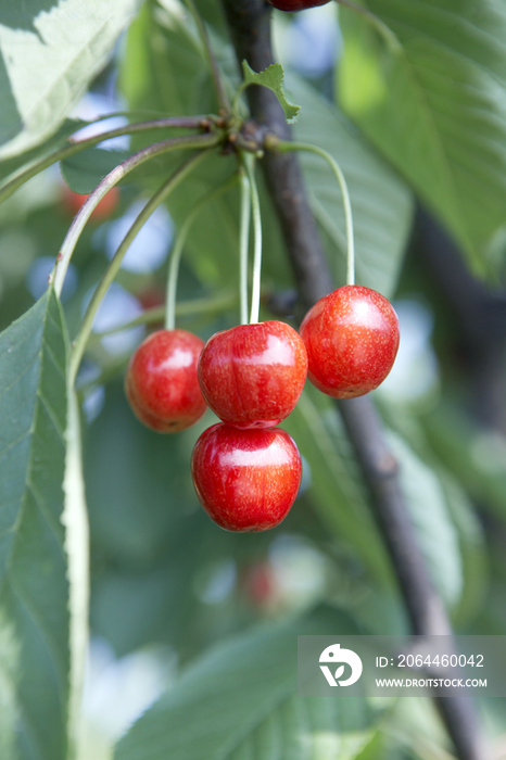 Cherries