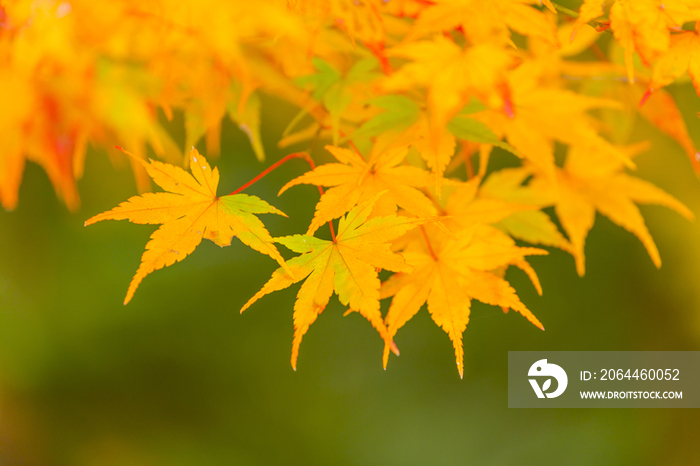 Autumn leaves in Japan