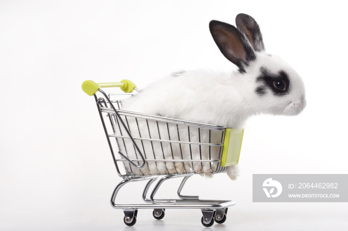 装在购物车里的兔子