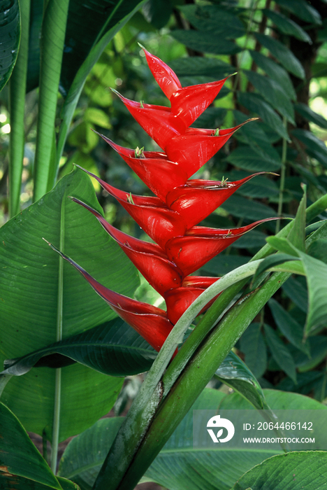 Heliconia flowers