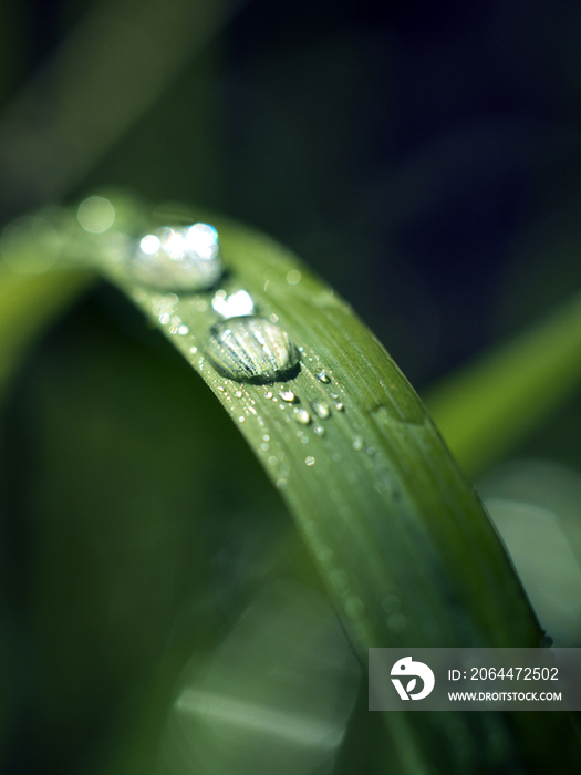 Dew on grass