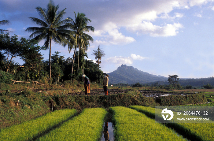 Ricefields in Northern Thailand