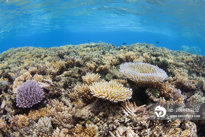 Coral reef, Chuuk, Micronesia