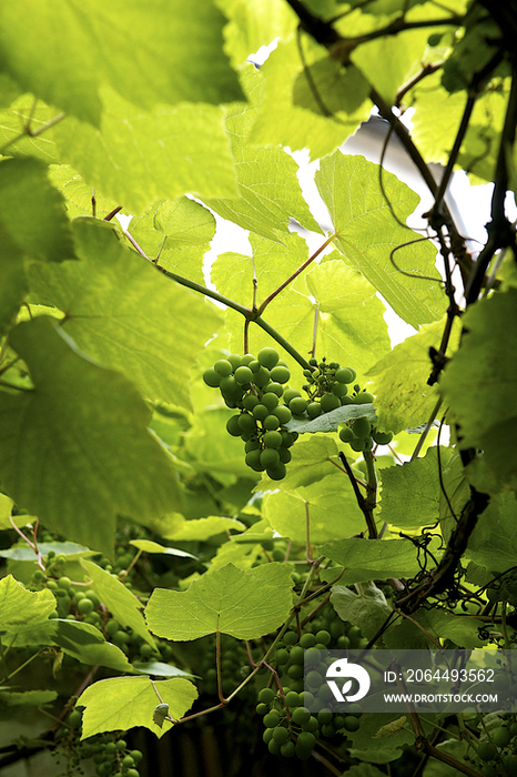 Grapes on vine, France