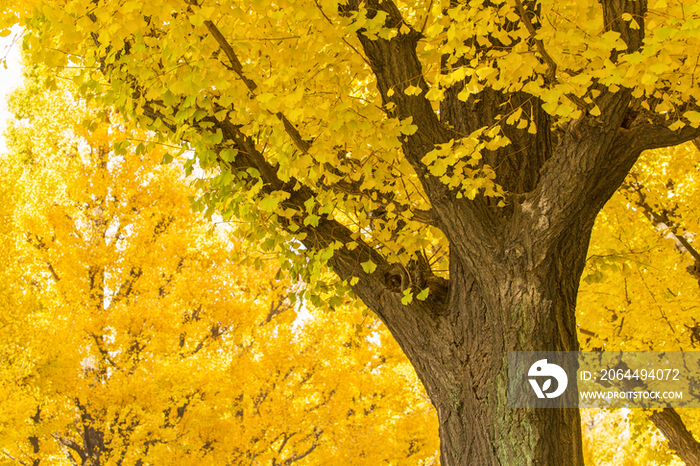 Gingko trees in Jingu, Tokyo, Japan