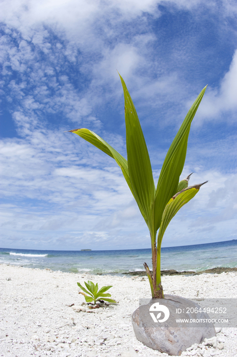 沙滩植物
