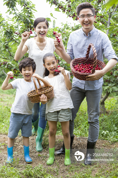 年轻家庭在果园采摘樱桃
