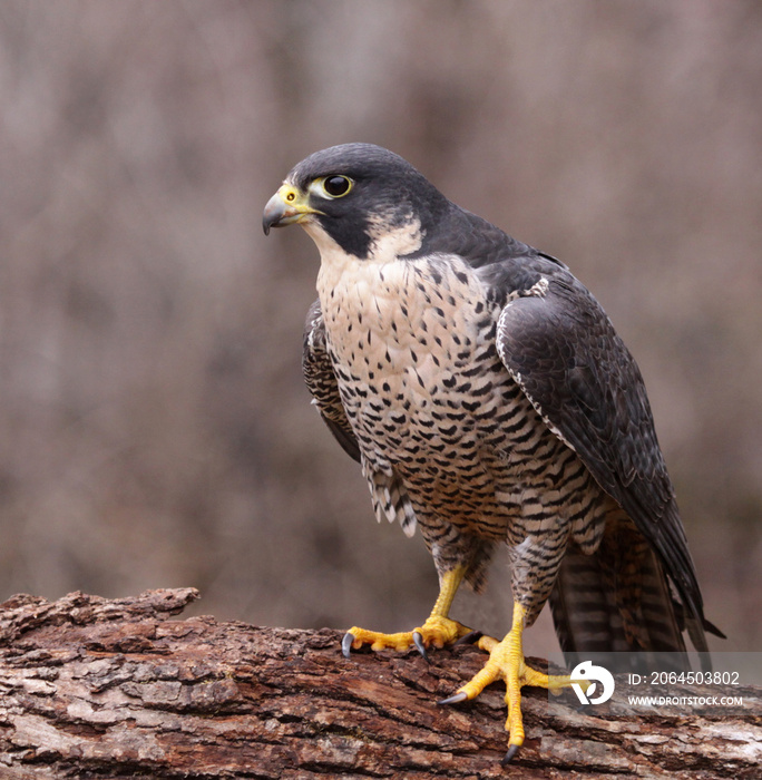 Peregrine on a Log (Falco peregrinus)