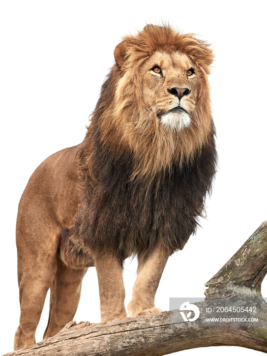 狮子(Panthera leo)