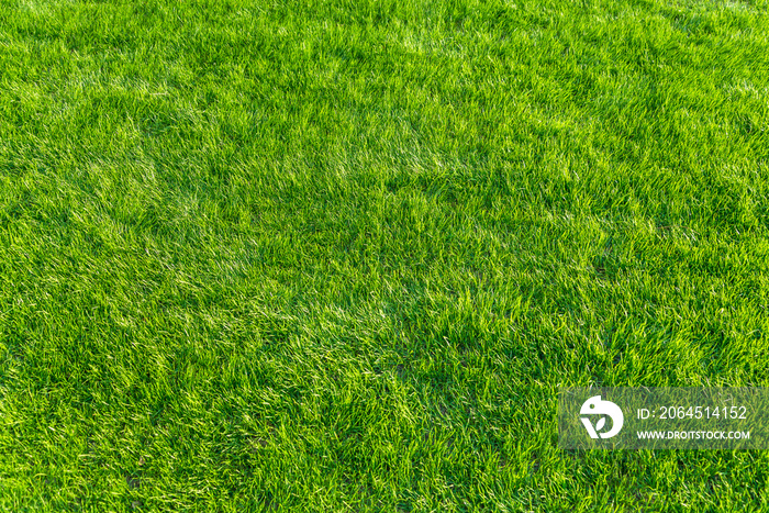 Afternoon green natural lawn - 午後の天然芝　真俯瞰