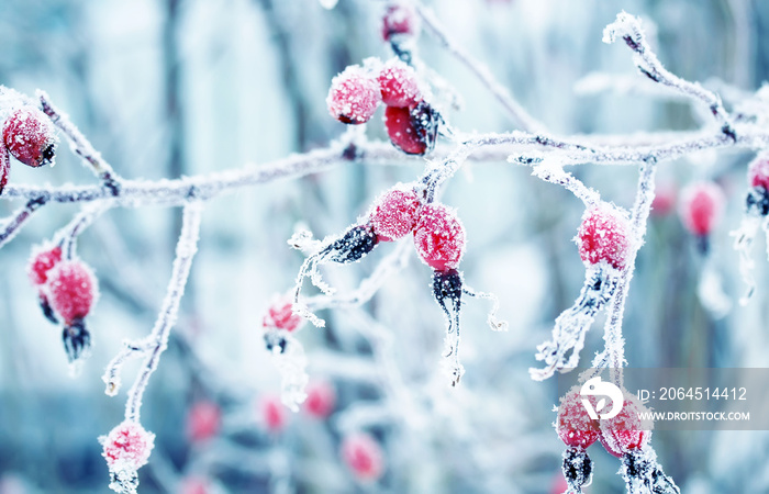 彩色美丽的枝上有成熟的野生玫瑰的红色浆果，覆盖着白色的霜冻水晶