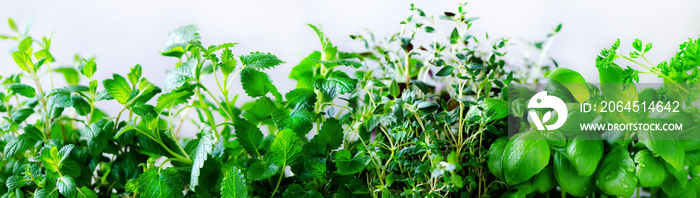 绿色新鲜芳香草本植物-梅莉莎，薄荷，百里香，罗勒，欧芹白色背景。横幅collag