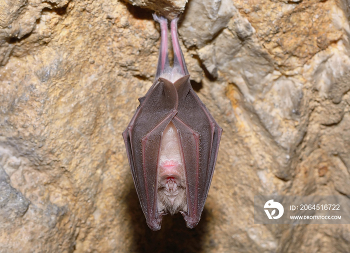 大马蹄蝠(Rhinolophus ferrumequinum)