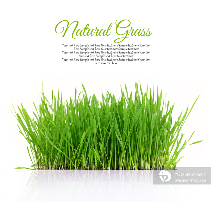 Fresh green grass with copy-space isolated on white background