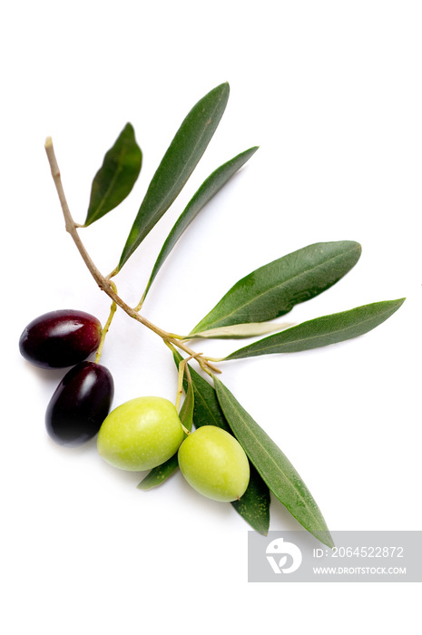 橄榄枝-ramo Olive