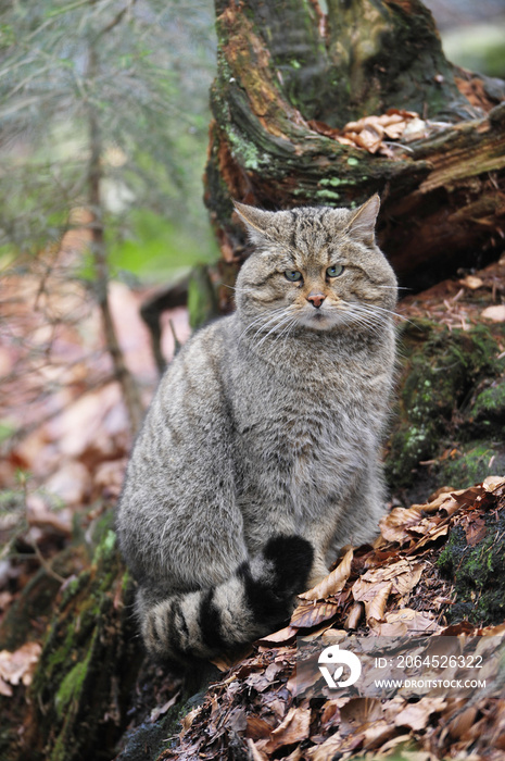 Wildkatze Tarnung