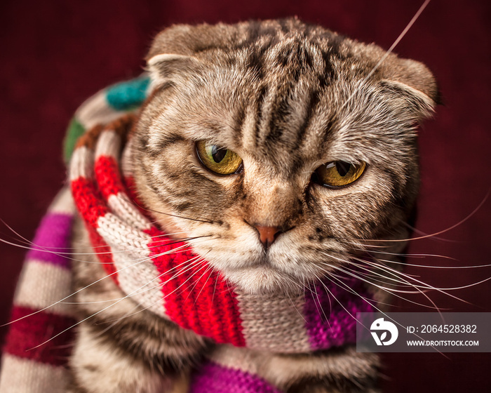 穿着条纹围巾的苏格兰折耳猫正在为冬天做准备