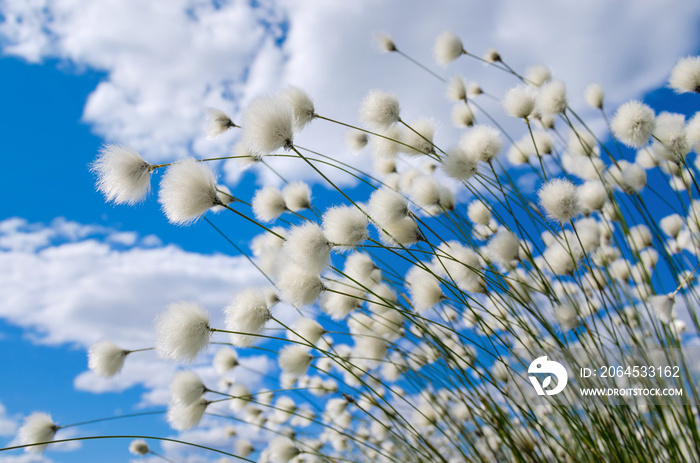 在蓝天的背景下，盛开的棉花草