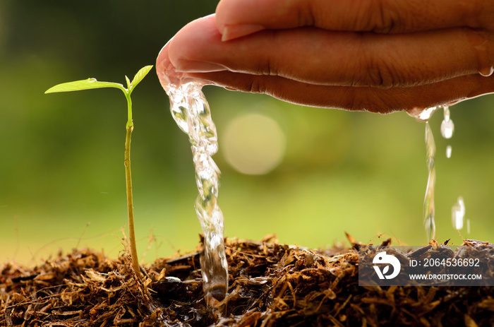 Agriculture,Tree,Seeding,Seedling