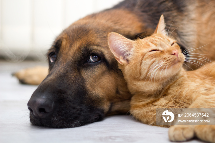 德国牧羊犬和猫在一起