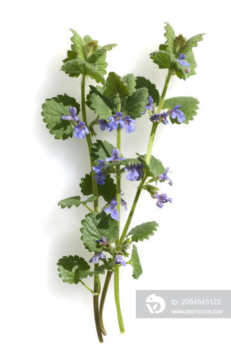 Gundelrebe, Glechoma, hederacea