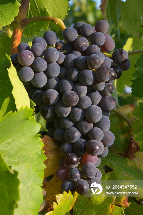 Grappe de raisins sur la vigne