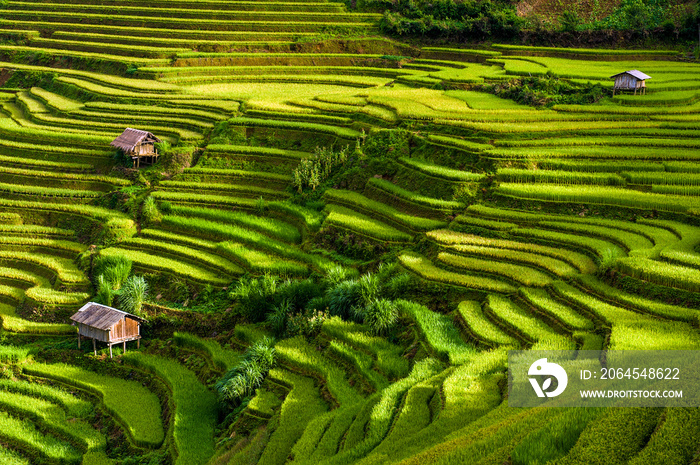 梯田的风景