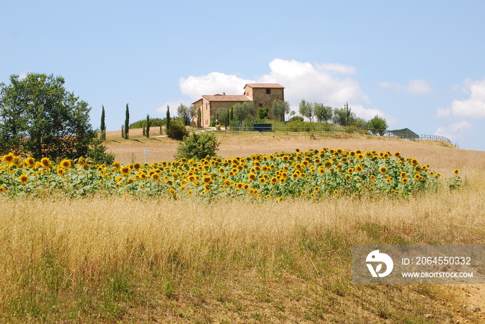 克里特岛senesi，吉拉索里campo di girasoli