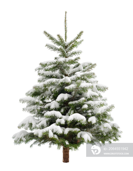 Perfekter verschneiter Weihnachtsbaum，孤立的