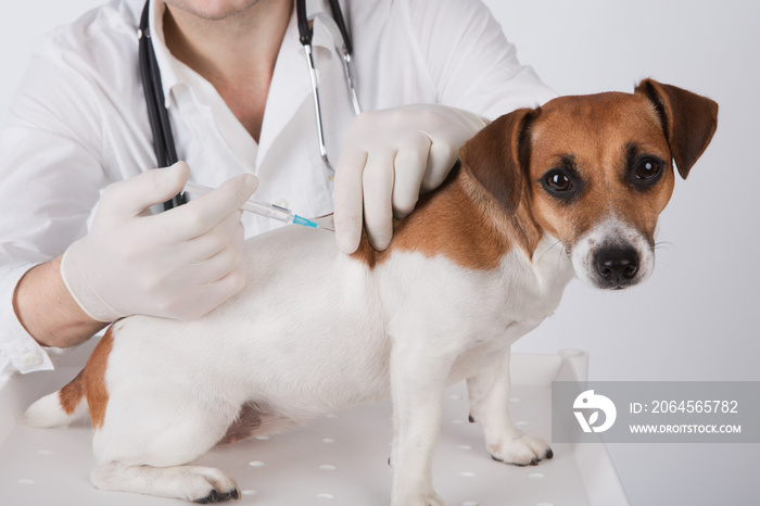 兽医正在给狗注射疫苗
