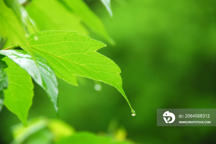 绿叶雨