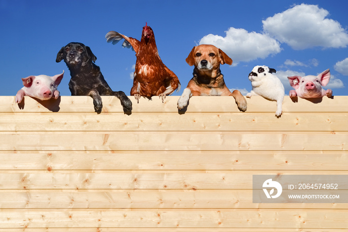 一群宠物在木墙上看广告