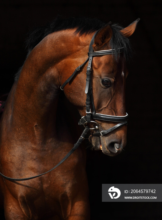 Bay Trakehner Horse with classic bridle