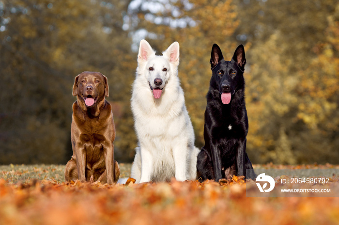 3 Hunde zeigen ihre Zunge