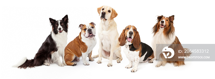 Common Family Dog Breeds Group