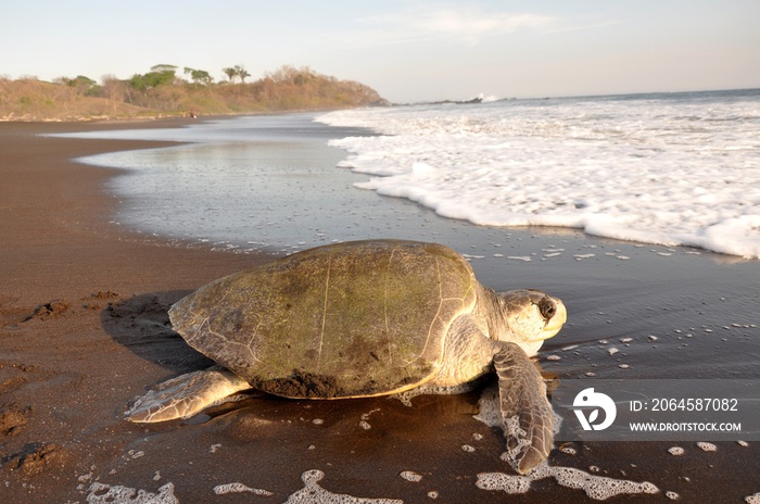 Tortuga marina (Lepidochelys olivacea) desovando