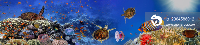 Underwater panorama with turtle, coral reef and fishes