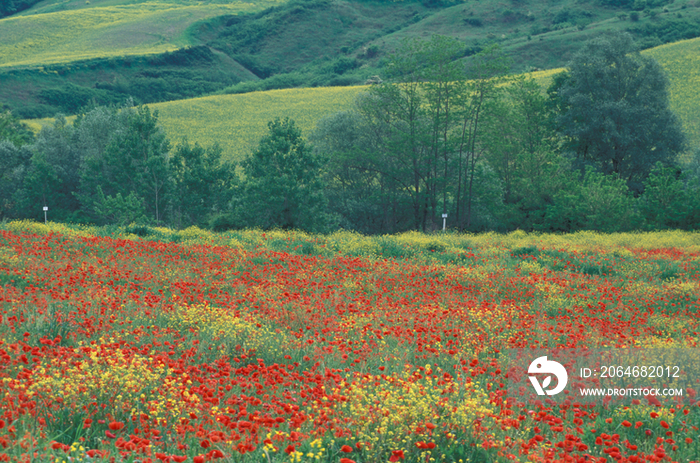 Field of flowers, Tuscany, Italy