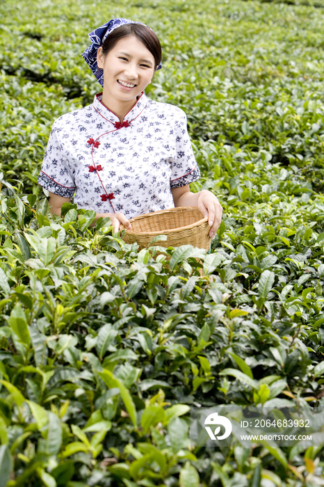 采茶女在茶园采茶