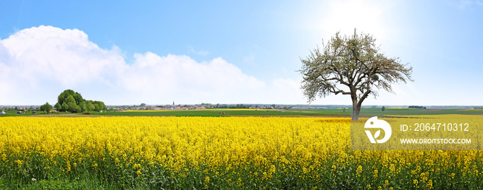 Rapsfeld Sommer全景