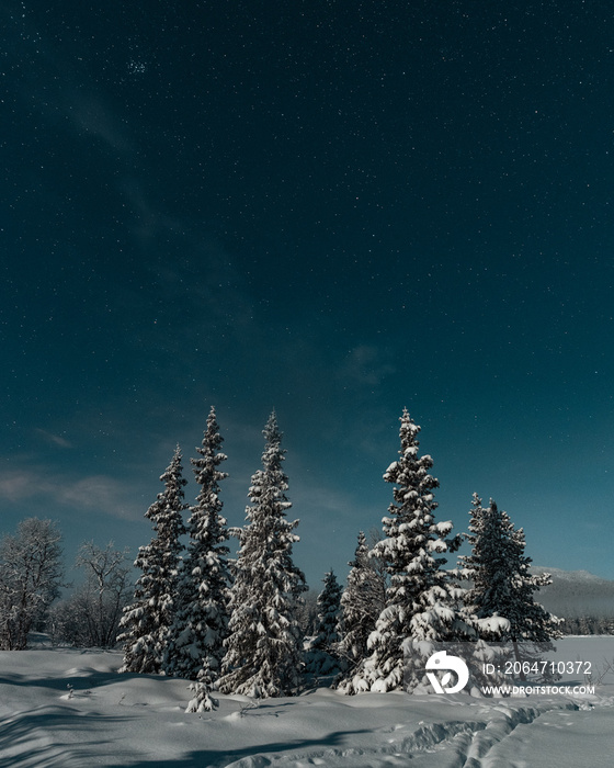 冬季树木景观，夜晚，挪威，Hemsedal