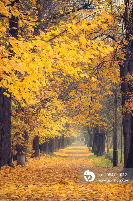 Autumn colorful tree alley in the park, Krakow, Poland