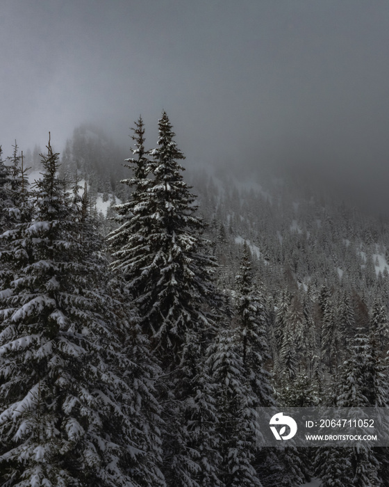 Beautiful shot of snowy forested mountains on a foggy winter day