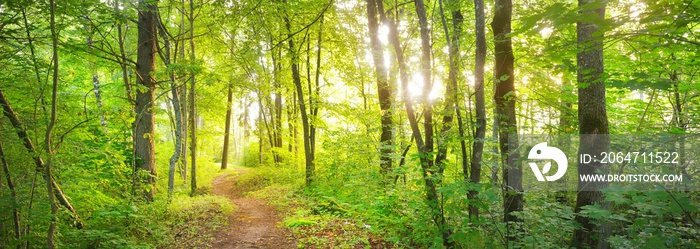 Footpath in a green deciduous forest on a sunny day. Idyllic summer rural scene. Environmental conse