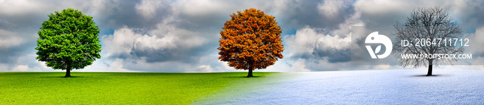 Baum im Wechsel der Jahreszeiten