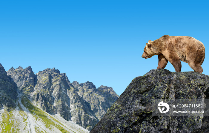 Brown bear in mountain landscape. Mengusovska Valley in Vysoke Tatry (High Tatras), Slovakia