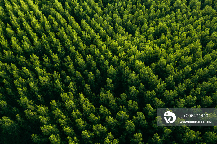 Green forest from above, aerial drone photography