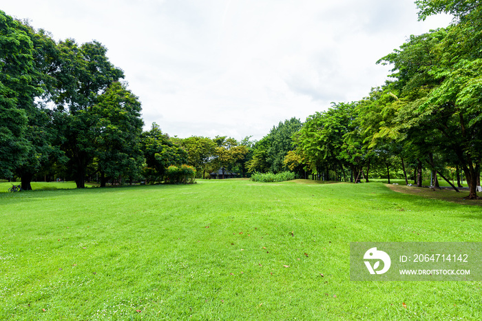 Beautiful landscape in the park and green grass field.